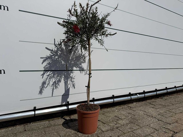 Lampepoetser op stam - callistemon splendens - hoogte ca. 100 cm - afbeelding 2 van  3