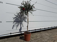 Lampepoetser op stam - callistemon splendens - hoogte ca. 100 cm - afbeelding 2 van  2