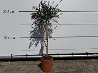 Lampepoetser op stam - callistemon splendens - hoogte ca. 100 cm - afbeelding 1 van  3