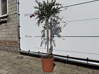 Lampepoetser op stam - callistemon splendens - hoogte ca. 100 cm - afbeelding 3 van  3
