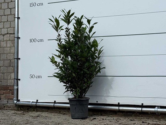 Laurier - laurus nobilis - hoogte ca. 130 cm - afbeelding 3 van  4