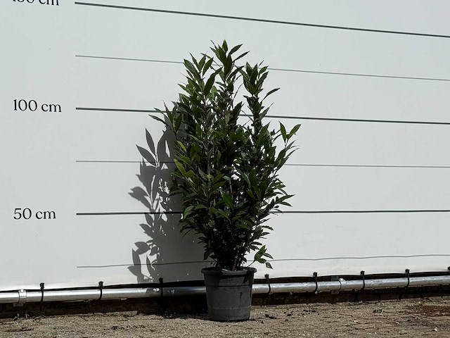 Laurier - laurus nobilis - hoogte ca. 130 cm - afbeelding 4 van  4