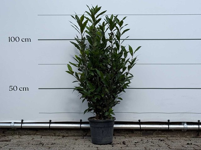 Laurier - laurus nobilis - hoogte ca. 130 cm - afbeelding 1 van  4