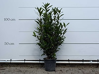Laurier - laurus nobilis - hoogte ca. 130 cm - afbeelding 1 van  4