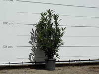 Laurier - laurus nobilis - hoogte ca. 130 cm - afbeelding 4 van  4