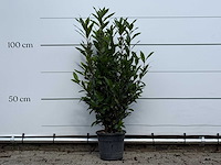 Laurier - laurus nobilis - hoogte ca. 130 cm - afbeelding 2 van  4