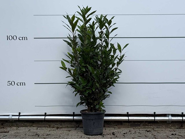 Laurier - laurus nobilis - hoogte ca. 130 cm - afbeelding 2 van  4