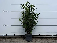 Laurier - laurus nobilis - hoogte ca. 130 cm