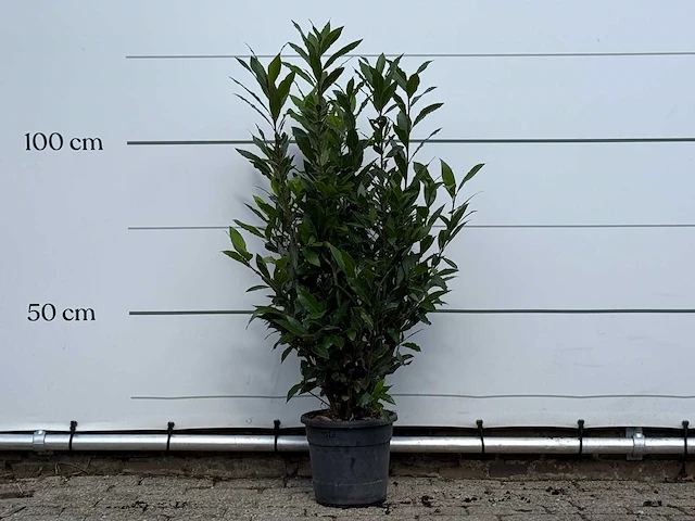 Laurier - laurus nobilis - hoogte ca. 130 cm - afbeelding 2 van  4