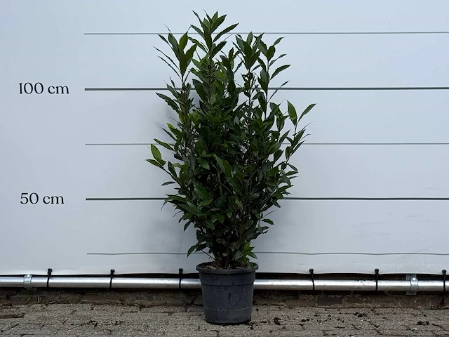 Laurier - laurus nobilis - hoogte ca. 130 cm - afbeelding 1 van  4