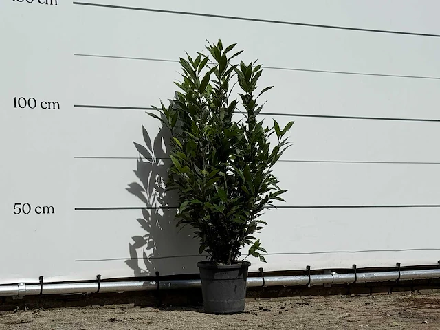 Laurier - laurus nobilis - hoogte ca. 130 cm - afbeelding 4 van  4