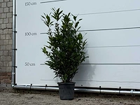 Laurier - laurus nobilis - hoogte ca. 130 cm - afbeelding 3 van  4