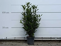 Laurier - laurus nobilis - hoogte ca. 130 cm - afbeelding 2 van  4
