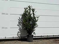 Laurier - laurus nobilis - hoogte ca. 130 cm - afbeelding 4 van  4