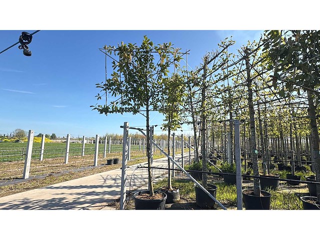 Laurierkers - evergreen tree - afbeelding 1 van  1