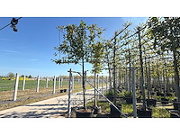 Laurierkers - evergreen tree - afbeelding 1 van  1