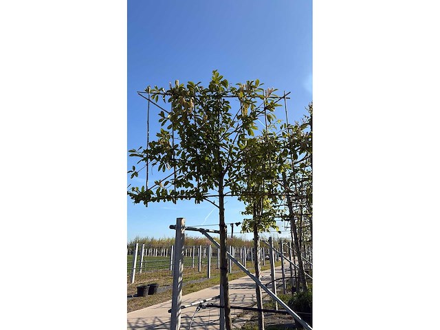 Laurierkers - evergreen tree - afbeelding 2 van  2