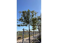 Laurierkers - evergreen tree - afbeelding 2 van  2