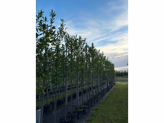 Laurierkers - evergreen tree - afbeelding 1 van  3