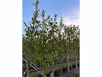 Laurierkers - evergreen tree - afbeelding 2 van  3