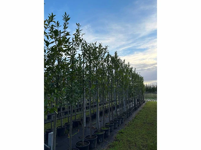 Laurierkers - evergreen tree - afbeelding 3 van  3