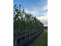 Laurierkers - evergreen tree - afbeelding 3 van  3