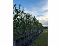 Laurierkers - evergreen tree