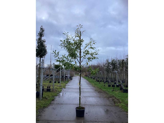 Laurierkers - groenblijvende bomen (2x) - afbeelding 2 van  3