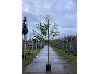 Laurierkers - groenblijvende bomen (2x) - afbeelding 2 van  3