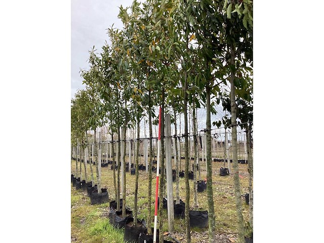 Laurierkers - groenblijvende bomen (2x) - afbeelding 2 van  2