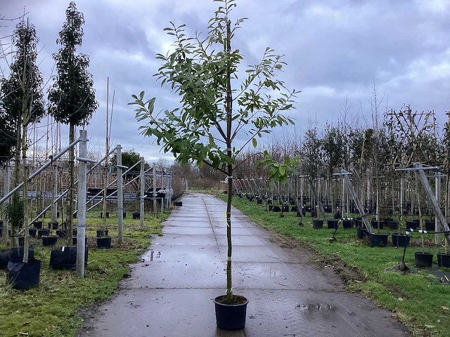 Laurierkers - groenblijvende bomen (3x) - afbeelding 1 van  3