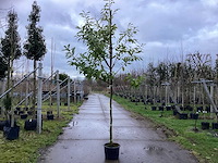 Laurierkers - groenblijvende bomen (3x) - afbeelding 1 van  3