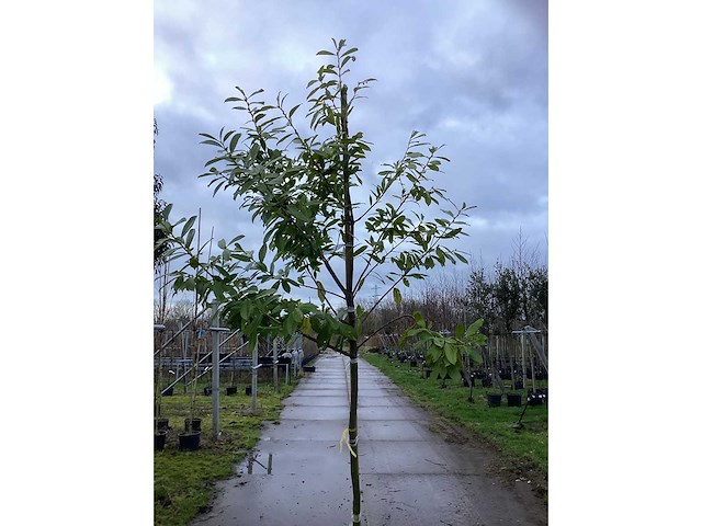 Laurierkers - groenblijvende bomen (3x) - afbeelding 3 van  3