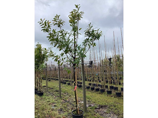 Laurierkers - groenblijvende bomen (3x) - afbeelding 2 van  2