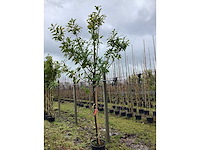 Laurierkers - groenblijvende bomen (3x) - afbeelding 2 van  2