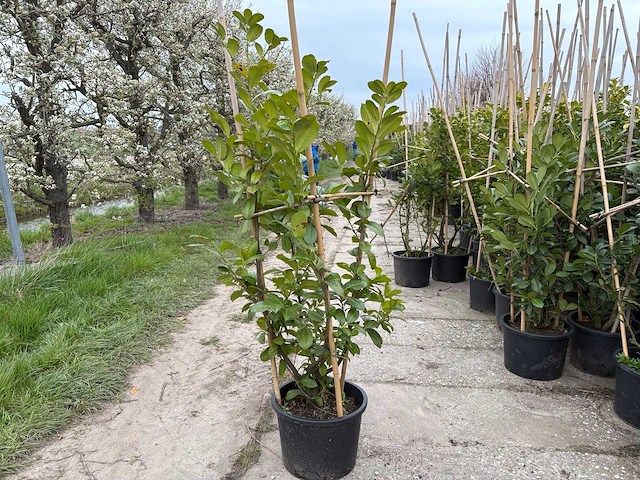 Laurierkers - groenblijvende bomen (5x) - afbeelding 1 van  2