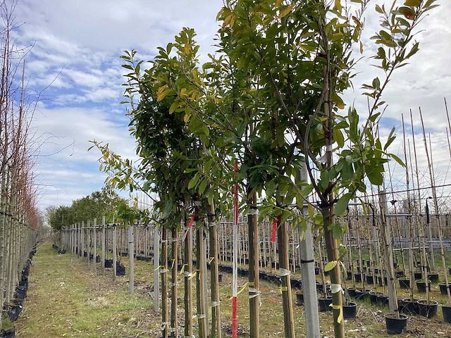 Laurierkers - groenblijvende bomen (7x) - afbeelding 1 van  2