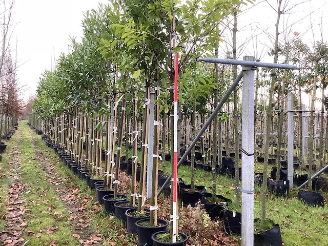 Laurierkers - groenblijvende boom (2x) - afbeelding 1 van  3