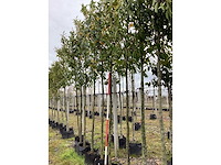 Laurierkers - groenblijvende boom (2x) - afbeelding 2 van  2