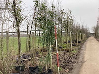 Laurierkers - groenblijvende boom (3x)