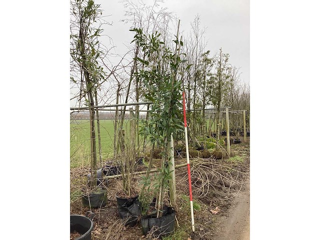 Laurierkers - groenblijvende boom (3x) - afbeelding 2 van  2