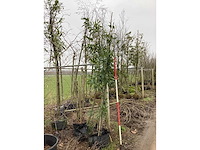 Laurierkers - groenblijvende boom (3x) - afbeelding 2 van  2