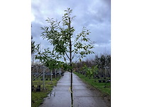 Laurierkers - groenblijvende boom (3x) - afbeelding 2 van  3