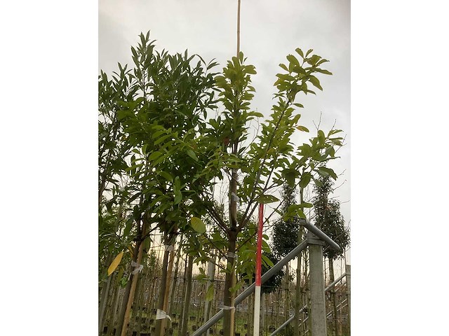 Laurierkers - groenblijvende boom (5x) - afbeelding 3 van  3