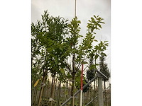 Laurierkers - groenblijvende boom (5x) - afbeelding 3 van  3