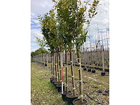 Laurierkers - groenblijvende boom - afbeelding 2 van  2