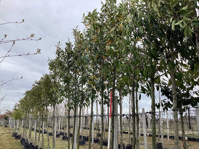 Laurierkers - groenblijvende boom - afbeelding 1 van  2