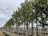 Laurierkers - groenblijvende boom - afbeelding 1 van  2