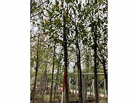 Laurierkers - groenblijvende boom - afbeelding 2 van  3