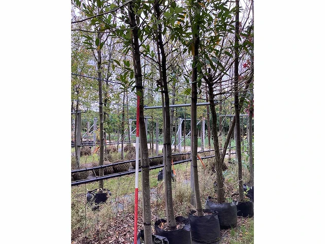 Laurierkers - groenblijvende boom - afbeelding 3 van  3
